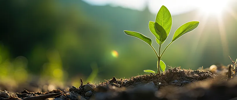 Sustentabilidade
